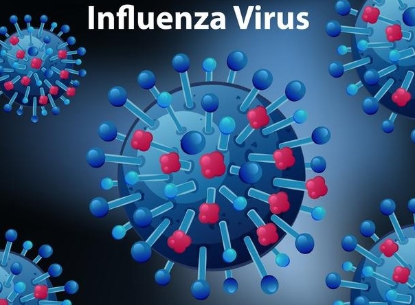 Influenza.virus