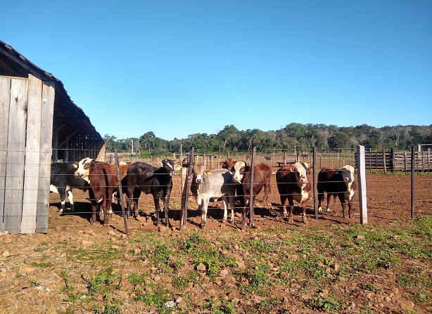 feedlot