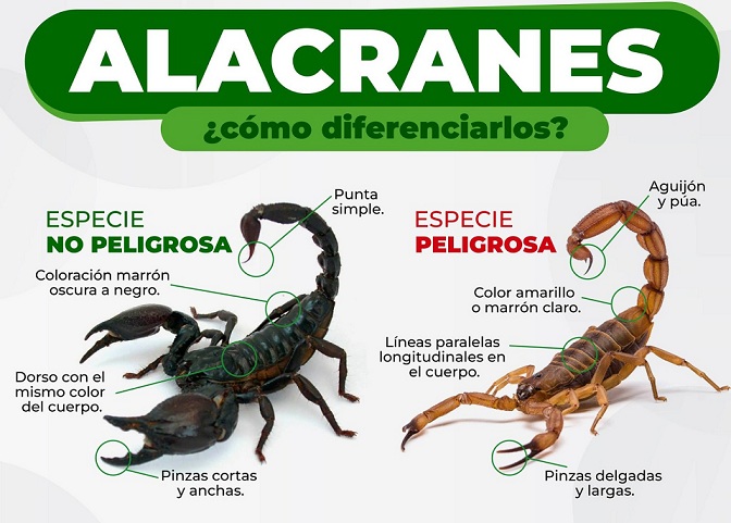 siseñroalacranes